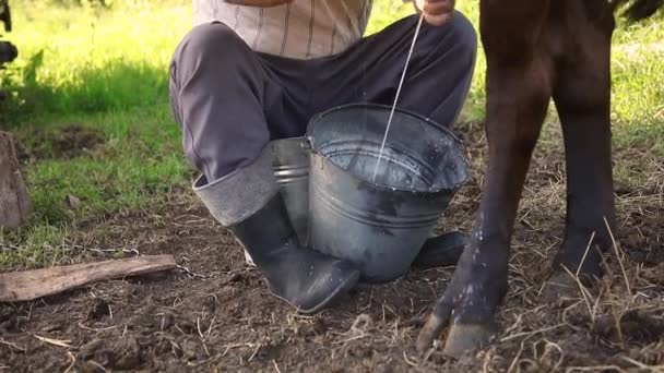 Granjero Ordeñando Vacas Espacio Abierto Primer Plano Leche Que Cae Video de stock