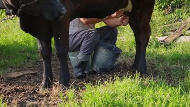 农夫手牵着奶牛在空地上挤奶 牛奶掉进桶里 — 图库视频影像
