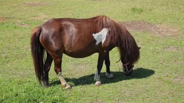 Petit Cheval Mange Herbe Dans Pâturage Par Une Journée Ensoleillée — Video