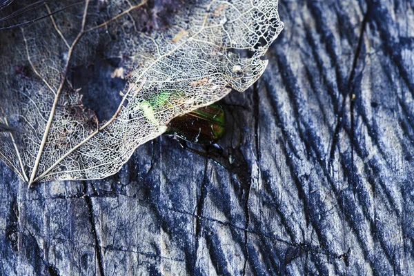 old leaf skeleton on dark wood with bug on it, nature texture close up
