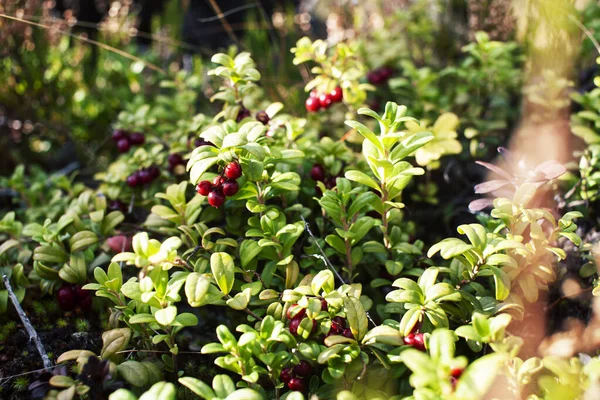 wild lingonberry in nature wild forrest closeup