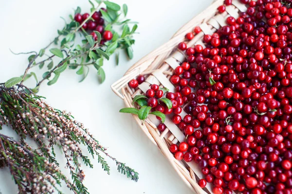 autumn berries on table, lingonberry raw closeup