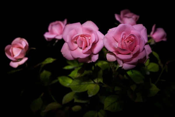 Rose Photographed Dark Background Using Technique Light Painting — Stock Photo, Image