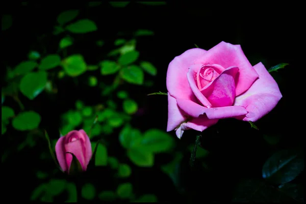 Rose photographed on dark background