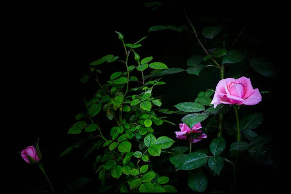 Rose Photographiée Sur Fond Sombre — Photo