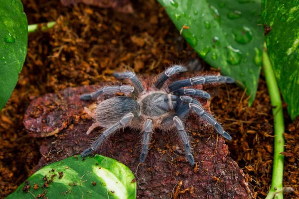 Aphonopelma Seemanni Tarantura Chão — Fotografia de Stock