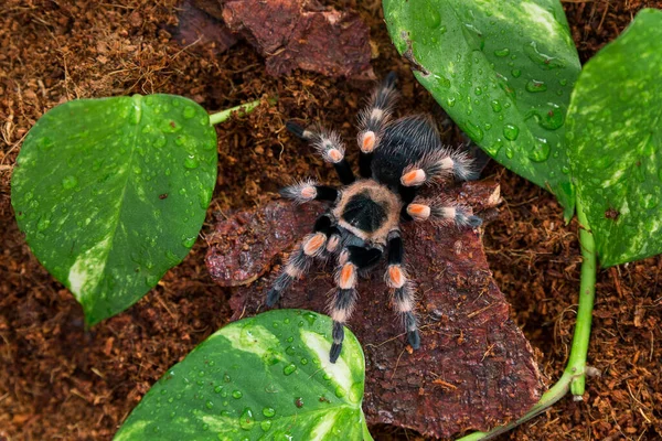 Brachypelma Hamorii Tarantura Земле — стоковое фото