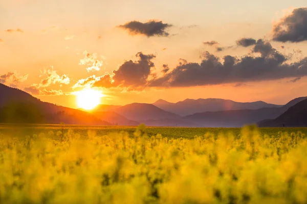 Fantastisk Solnedgång Gula Fält Liptov Regionen Slovakien — Stockfoto