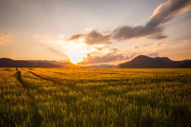 Slovakya 'nın Liptov bölgesinin sarı tarlalarında şaşırtıcı bir gün batımı