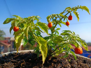 Bir saksının içindeki habanero biber bitkisinin canlı, yakın plan çekimi, açık mavi gökyüzüne karşı birkaç küçük portakal biberi sergiliyor. Düşük açı perspektifi bitkinin büyümesini ve taze üretimini vurguluyor, doğal ve açık hava hissi yaratıyor..