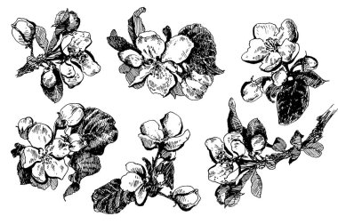 Çiçekli elma ağacı brunch 'ları