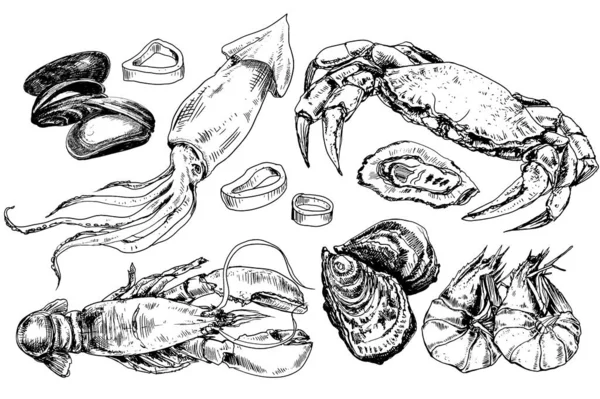 Coleta de frutos do mar desenhada à mão —  Vetores de Stock