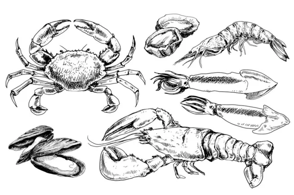 Coleta de frutos do mar desenhada à mão —  Vetores de Stock