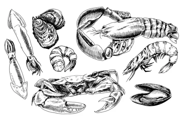 Coleta de frutos do mar desenhada à mão —  Vetores de Stock