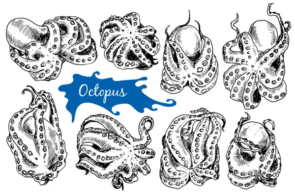 Octopus em estilo esboço —  Vetores de Stock