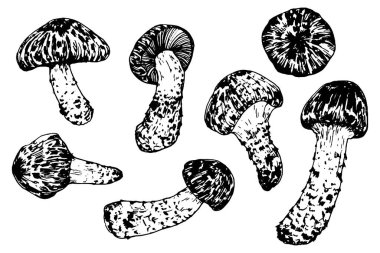 Matsutake. Yenilebilir mantarlar. Doğu mutfağı. El çizimi vektör illüstrasyonu.