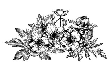 Anemone çiçekli botanik çiçekleri.