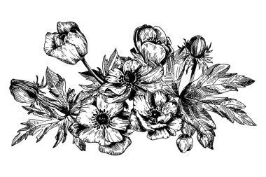 Anemone çiçekli botanik çiçekleri.