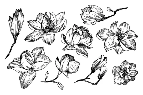 Λουλούδια μανόλια σε στυλ χαρακτικής — Διανυσματικό Αρχείο