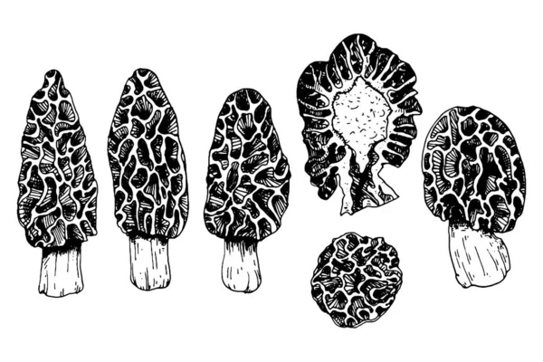 Coleção de cogumelos com morels em estilo gravura — Vetor de Stock