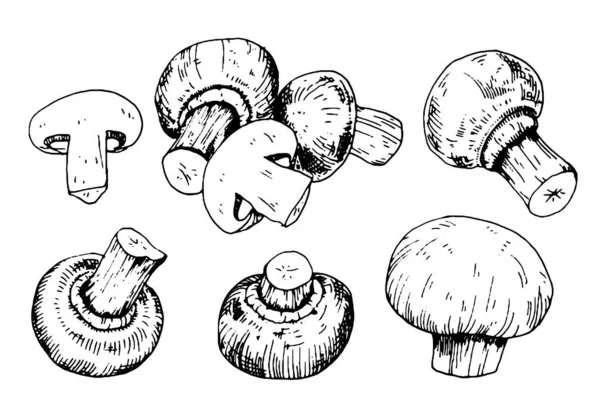 Mushroom collection with champignons in engraving style — Stock Vector