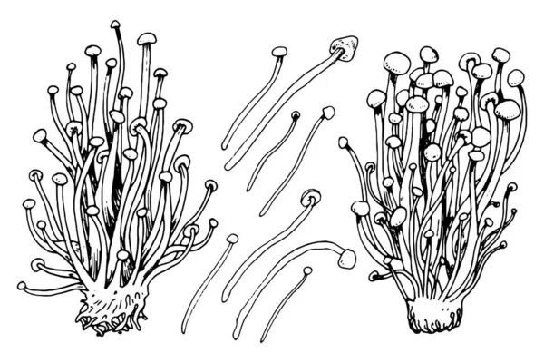 Cogumelos Enoki isolados sobre fundo branco. — Vetor de Stock