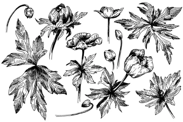 Vector Anemone bloemen voor bloemen. Wilde lenteblad wilde bloem geïsoleerd. Zwart-wit gegraveerde inktkunst. Geïsoleerde anemoon illustratie element op witte achtergrond. — Stockvector