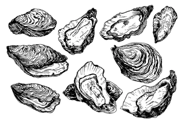 Set of oyster shells — Stock Vector