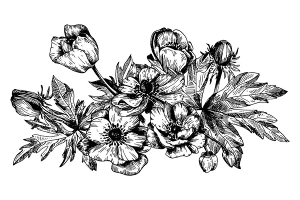 Anémona flores botánicas florales . — Archivo Imágenes Vectoriales