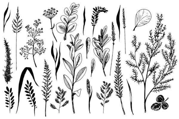 Wild herbs and flowers painted are in engraving style. — Stock Vector