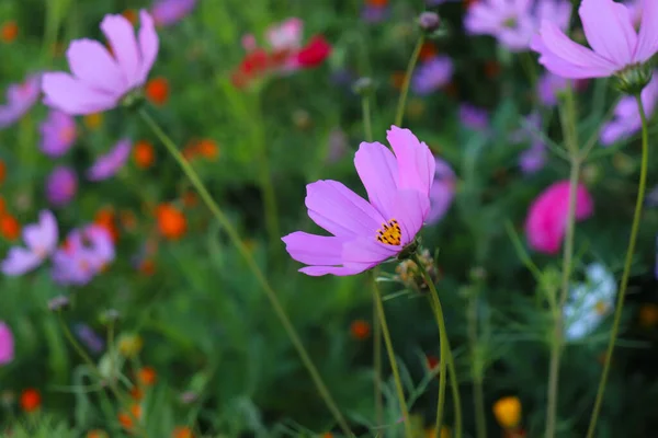 Fleurs Mur Karakorum Mongolie — Photo