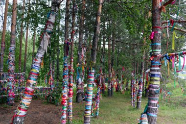 Rusya 'da aşk ve evliliği kutlamak için çitlere ve huş ağaçlarına bağlı renkli saten kurdeleler.