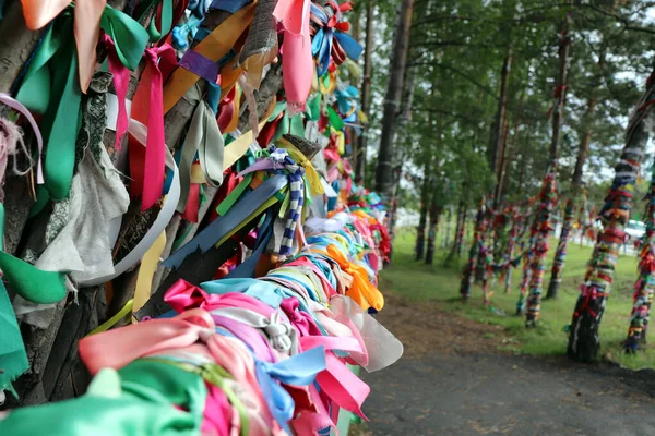 Colorful satin ribbons tied to log fences and birch trees by couples to celebrate love and marriage in russia — Stock Photo, Image