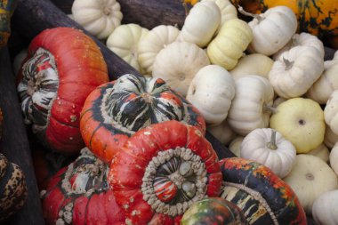Saman üzerinde kabak ve kabak çeşitleri var. Renkli sebzeler üst görünüm