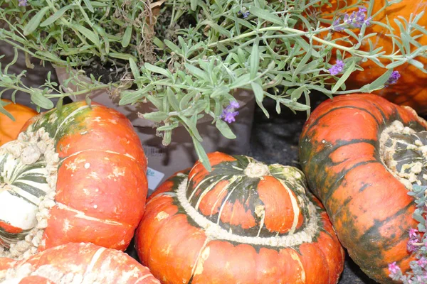 Different Varieties Squashes Pumpkins Straw Colorful Vegetables Top View — Stock Photo, Image