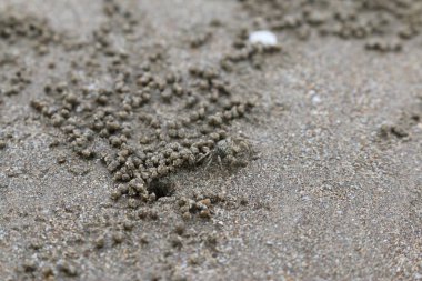 Goa, Arap Denizi kıyısında yengeç