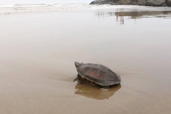 sea turtle on the coast of the Arabian sea Goa