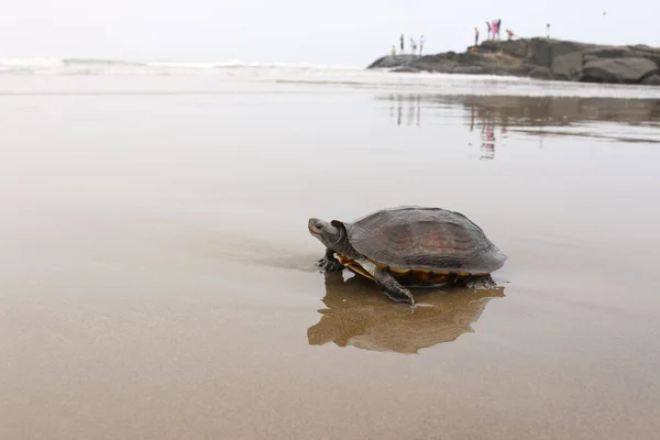 sea turtle on the coast of the Arabian sea Goa