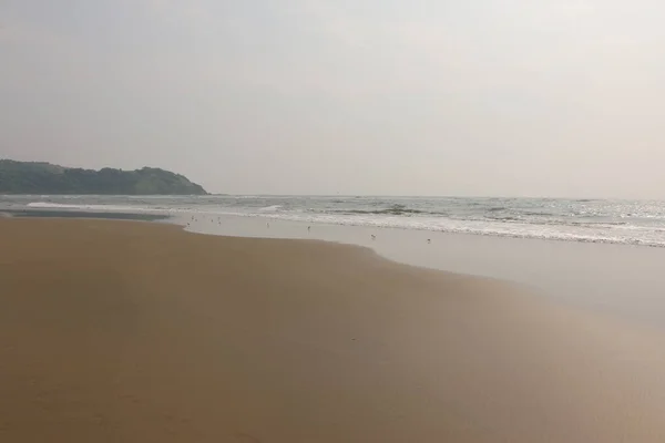 Aves Playa Marea Goa — Foto de Stock