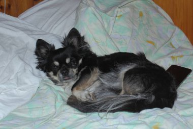 Chihuahua kanepeyi aldı ve çarşafların üzerinde uyuyor.