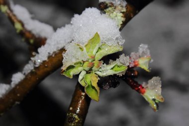 Ağacın tomurcuklanan yeşil yaprakları bir kar örtüsüyle kaplıdır. Mayıs ayında bahar karı yağışlı.