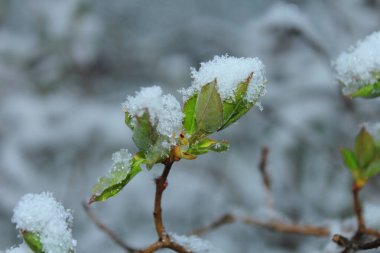 Ağacın tomurcuklanan yeşil yaprakları bir kar örtüsüyle kaplıdır. Mayıs ayında bahar karı yağışlı.