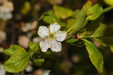 Elma ağacının beyaz yaprakları. Photuyu sıcak renklerle kapat