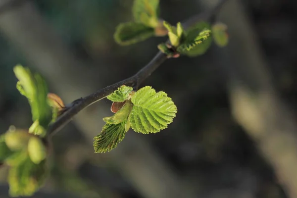 Fiatal Zöld Levelek Nyílnak Tavasszal Egy Faágon Közelkép — Stock Fotó