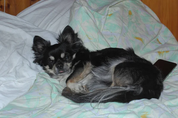 Chihuahua kanepeyi aldı ve çarşafların üzerinde uyuyor.