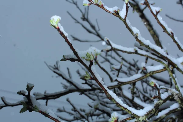 Budding Green Leaves Tree Covered Snow Cap Spring Snowfall Month — Stock Photo, Image