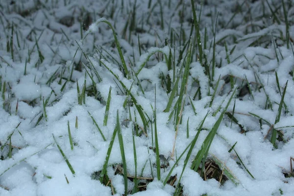 Green Grass Covered Fallen Spring Snow — Stock Photo, Image