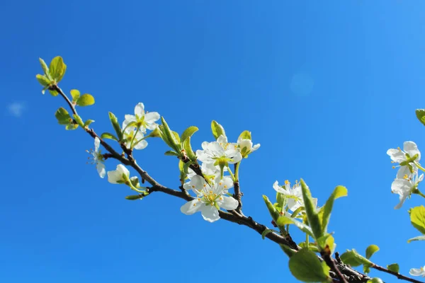 White Cherry Blossoms Branch Blue Sky — Stock Photo, Image