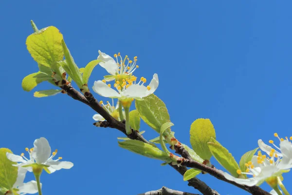 White Cherry Blossoms Branch Blue Sky — Stock Photo, Image