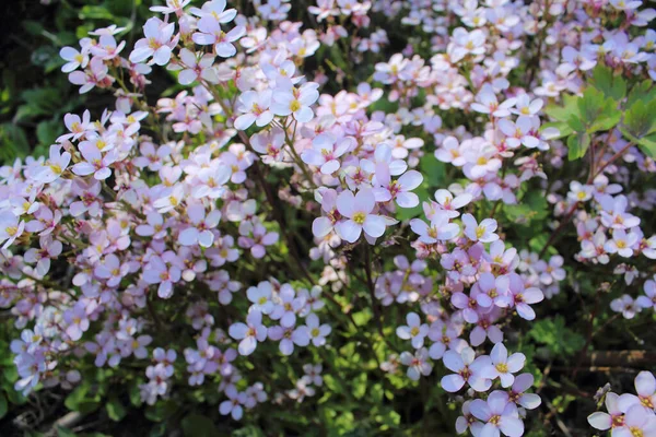 카프카스 알프스산맥 아라비안 의작은 분홍빛 꽃들이 기어오르고 — 스톡 사진